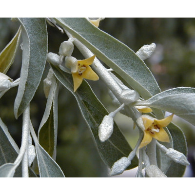 Idänhopeapensas (Elaeagnus angustifolia) 