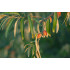 Idänhopeapensas (Elaeagnus angustifolia) 