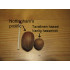 Isopähkinäpensas 'Nottingham Prolific' (Corylus maxima  'Nottingham Prolific')