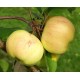 Omenapuu 'Keltakaneli' (Malus domestica 'Keltakaneli')