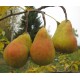 Päärynäpuu 'Lada' (pyrus communis)