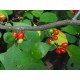 Ryytilaakeri (Lindera benzoin)
