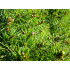 Kartiovalkokuusi (Picea glauca 'Conica')