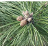 Euroopanmustamänty (Pinus nigra)