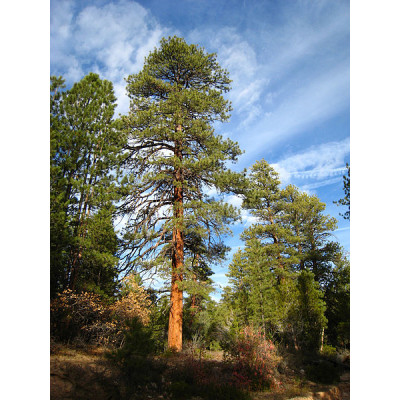 Keltamänty (Pinus ponderosa)
