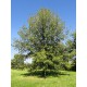 Takiaistammi (Quercus macrocarpa)
