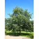 Punatammi (Quercus rubra)