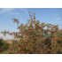 Hopeapuhvelinmarja (Shepherdia argentea)