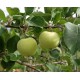 Omenapuu 'Valkeakuulas' (Malus domestica 'Valkeakuulas')