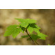 Vuorivaahtera (Acer pseudoplatanus)