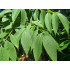 Amurinkorkkipuu (Phellodendron amurense)