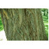 Amurinkorkkipuu (Phellodendron amurense)