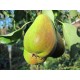 Päärynäpuu 'Aune' (Pyrus communis)