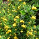 Reunushappomarja ’nana’ (Berberis buxifolia ’nana’)