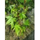 Japaninvaahtera (Acer palmatum)