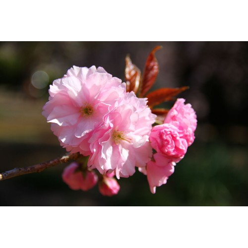 Japaninkirsikka Kanzan Prunus Serrulata Kanzan 