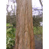 Kiinanpunapuu (Metasequoia glyptostroboides)