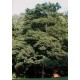 Vuorivaahtera (Acer pseudoplatanus)