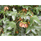 Ranskanvaahtera (Acer monspessulanum)