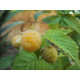 Lakkavadelma ‘Fallgold’ (Rubus idaeus ‘Fallgold’)