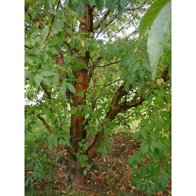 Tuohituomi (Prunus maackii)