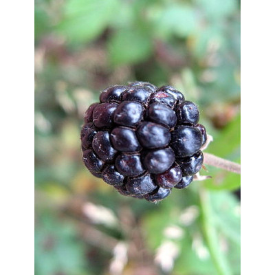 Jalavakarhunvatukka 'Bellidiflorus' (Rubus ulmifolius 'Bellidiflorus')