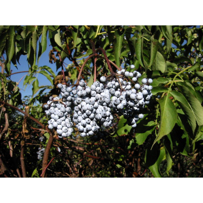 Siniselja (Sambucus nigra subsp. cerulea)