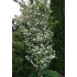 Laavapihlaja (Sorbus alnifolia)