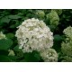 Pallohortensia (Hydrangea arborescens) 'Annabelle'