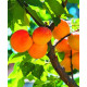 Aprikoosi ‘Krasnocokij’ (Prunus armeniaca)