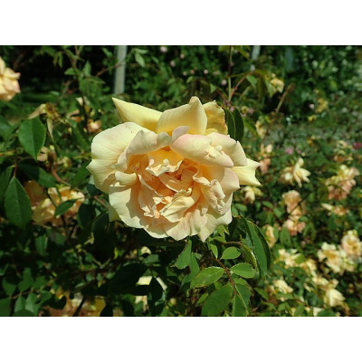 Harisoninruusu ’Williams Double Yellow’ (Rosa Harisonii ’Williams Double Yellow’)