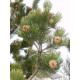 Bosnianmänty (Pinus heldreichii)