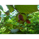 Euroopanpähkinäpensas ’Syrena’ (Corylus avellana ’Syrena’)