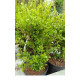 Japaninpuksipuu ’Faulkner’ (buxus microphylla ’Faulkner’) 