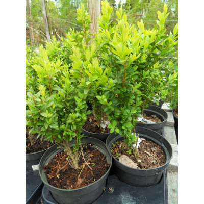 Isopuksipuu (Buxus sempervirens) 