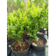 Isopuksipuu (Buxus sempervirens) 