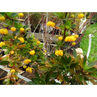 Reunushappomarja ’Nana’ (Berberis buxifolia ’nana’)