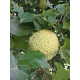 Värimulperi (Maclura pomifera)