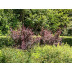 Purppurahappomarja (Berberis thunbergii ’Atropurpurea’) 