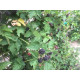 Boysenmarja (Rubus ursinus x Rubus idaeus ‘Boysenberry’)