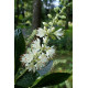 Valkokletra 'Hummingbird' (Clethra alnifolia 'Hummingbird')