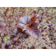 Purppuraheisiangervo 'Diabolo' (Physocarpus opulifolius 'Diabolo') 
