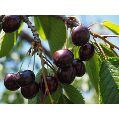 Makeakirsikkapuu ’Iputj’ (Prunus avium’Iputj’)