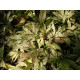 Imukärhivilliviini ’Star Showers’ (Parthenocissus quinquefolia Star Showers ’Monham ®’)
