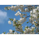 Makeakirsikkapuu ’Plena’ (Prunus avium ’Plena’)