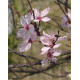 Kirsikkaluumu 'Nigra' (Prunus cerasifera)