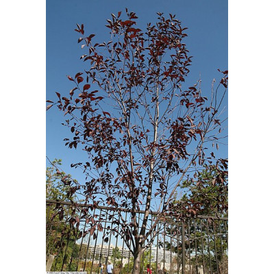 Rusotuomi ’Canada Red’ (Prunus virginiana 'Canada Red')
