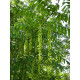 Kaukasiansiipipähkinä (Pterocarya fraxinifolia)