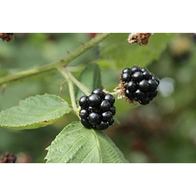 Karhunvadelma ”Black satin” (Rubus fruticosus ”Black satin”)