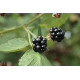 Karhunvadelma 'Black satin' (Rubus fruticosus 'Black satin')